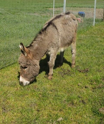Miniature Mediterranean Donkeys