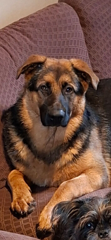 Gorgeous German Shepherd x