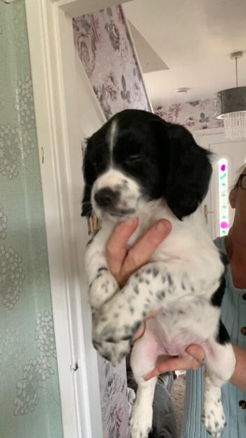 Only two left English Springer Spaniels puppies