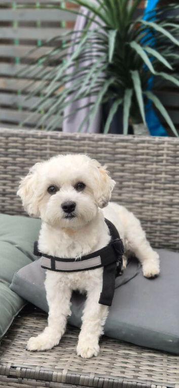 Absolutely beautiful Cavapooshon puppies