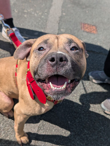 Dog looking for a new home