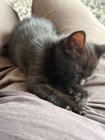 Black kitten
