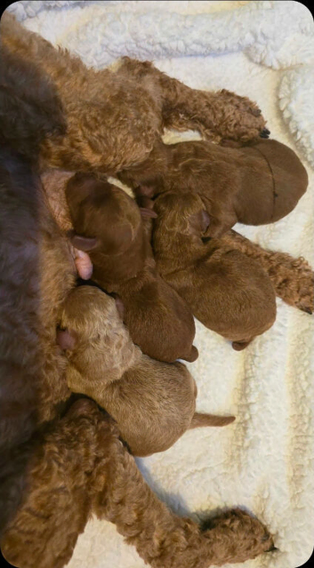 Small toy poodle puppies