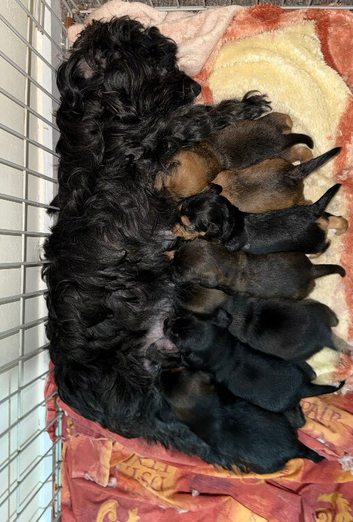 Beautiful Yorkiepoo Puppies