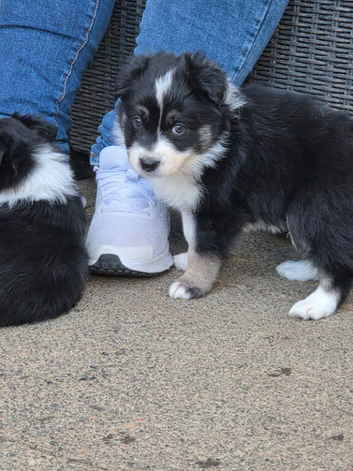 Border collie puppies