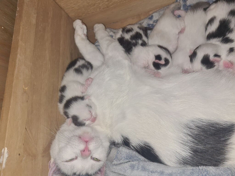 Kittens 1 little boy ready for a new home