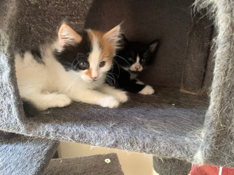 Urgent rehoming kittens