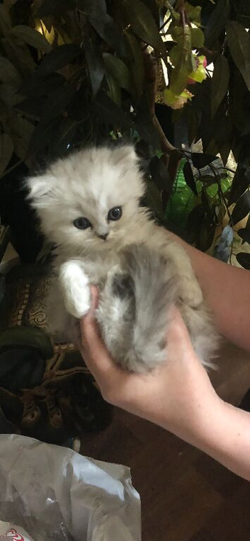 Persian chinchilla kittens