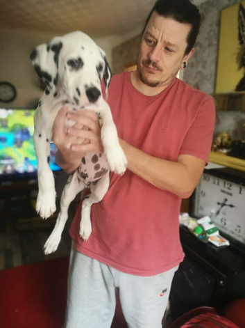 Stunning Dalmatian Dog for sale
