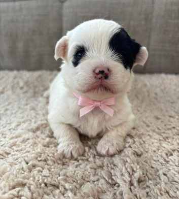 beautiful shihtzu pups