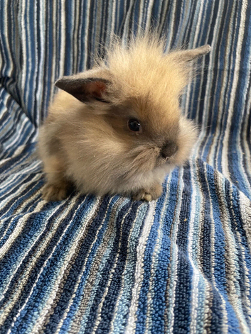 Mini lion lops