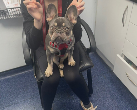 French bull dog