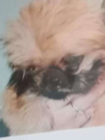 The boy shitzu