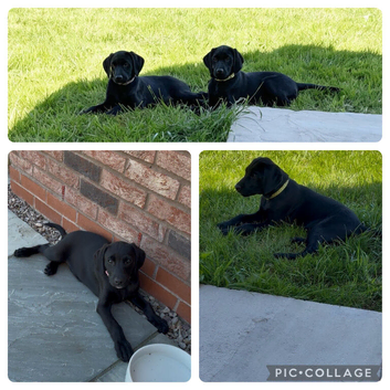 2/8 Labmaraner / Weimadore pups