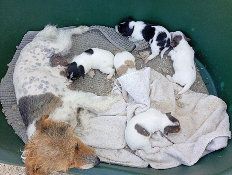 Jack Russell puppies