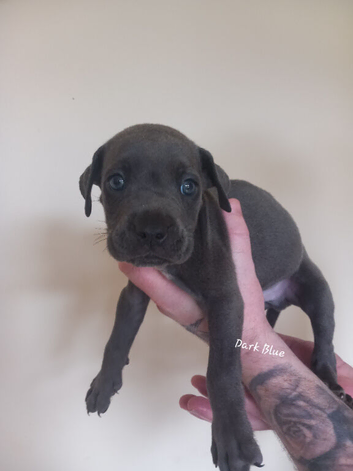 9 Cane Corso pups