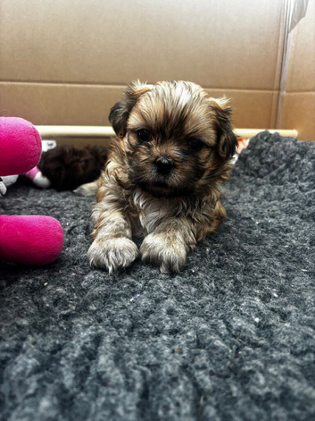 Gorgeous Shih Tzu pups