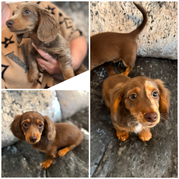 Last 3 Long haired mini daxie puppies