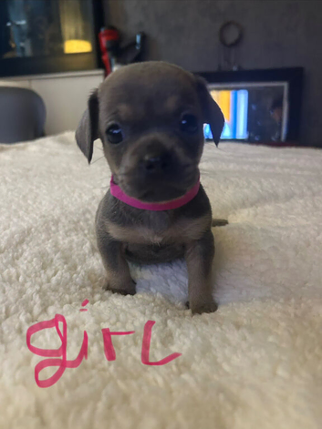 6 puppies ready from 24th October