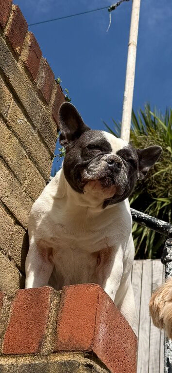 Female French Bulldog