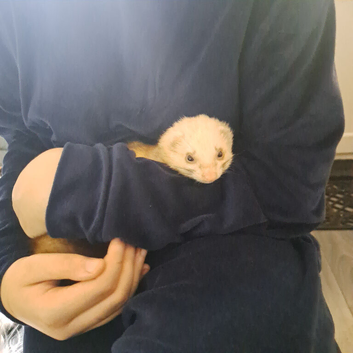 Friendly ferret