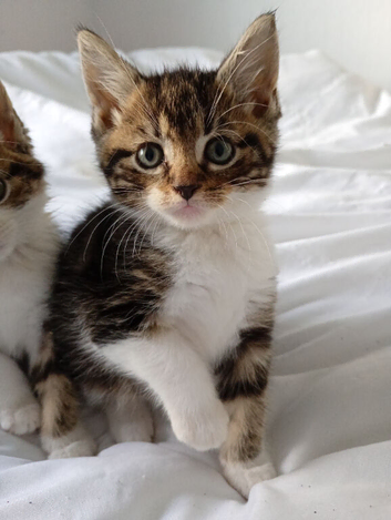 Adorable tabby boy kitten ready now.