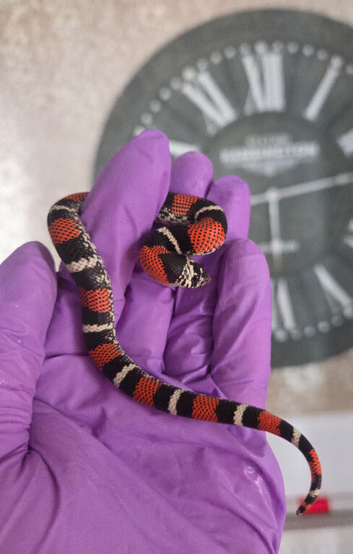 Tri Colour Hognose Snakes