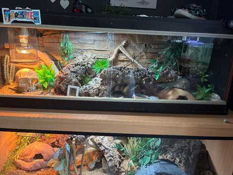 Leopard gecko full set up