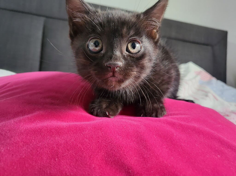 Beautiful little kitten girl