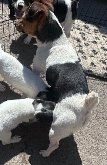 Stunning litter of jackrussel puppies