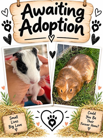 pair of bonded boar guinea pigs for adoption