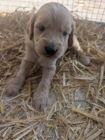 Sprockerpoo Puppies