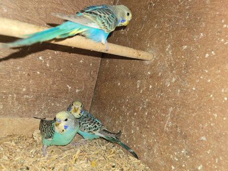 Baby Budgies
