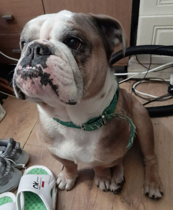English bulldog for sale for stud and pet needs plenty of walks and garden all papers 5 year old genuine loyal dog