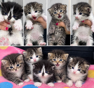 5 Pure Siberian Kittens &ndash; 1 Reserved