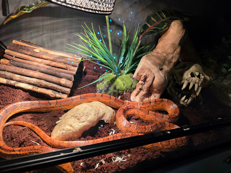 Female Corn snake with extras