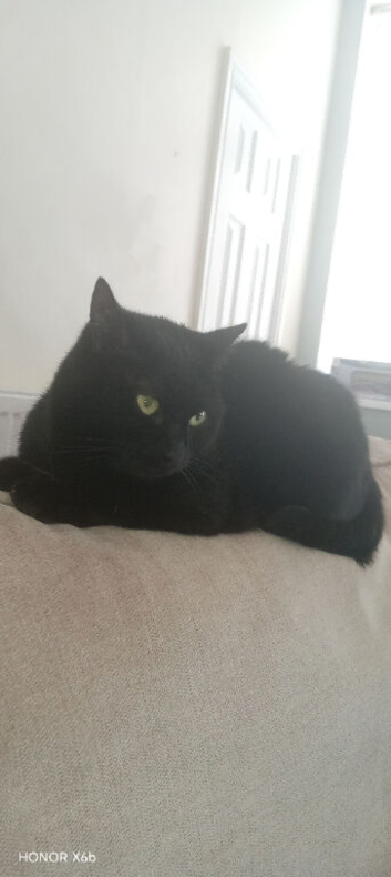 cat for rehoming