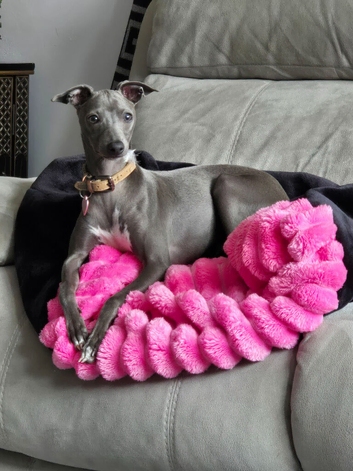 ITALIAN GREYHOUND FEMALE 6 MONTHS OLD