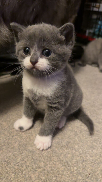 2 grey kittens