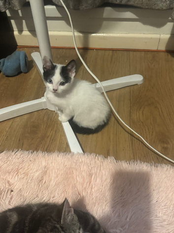 Cute kittens looking for forever homes