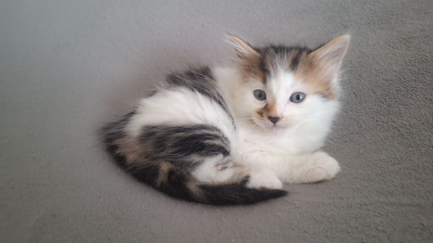 Fluffy kittens