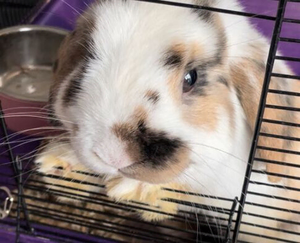 Rabbit