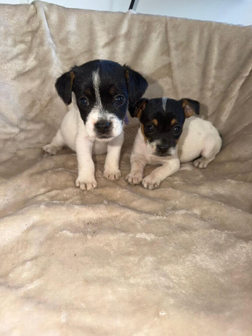 2 beautiful girl jack Russell pups