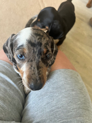 Miniature dachshunds