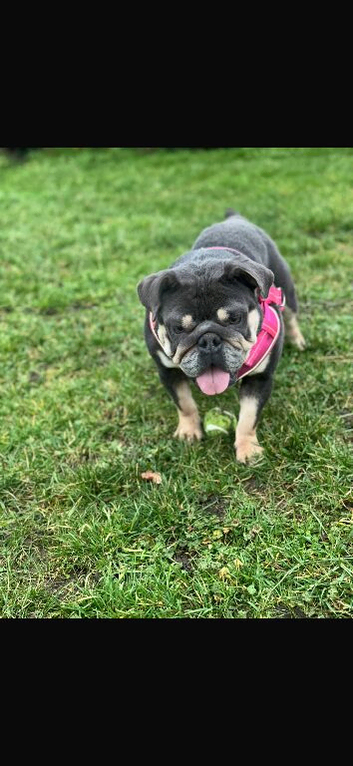 KC reg 2 year old bulldog