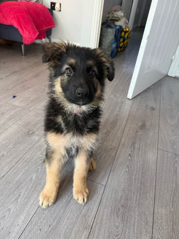 10 week old german shepherd puppies