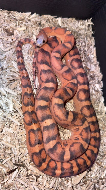 Female adult scaleless corn snake