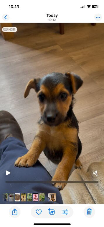 Beautiful 3/4 jack russell puppies