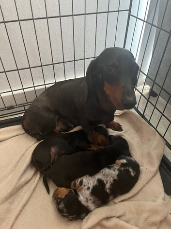 Mini dachshund boys