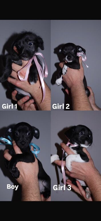 4 Jackapoo Puppies